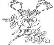 Printable Red Realistic Rose coloring pages